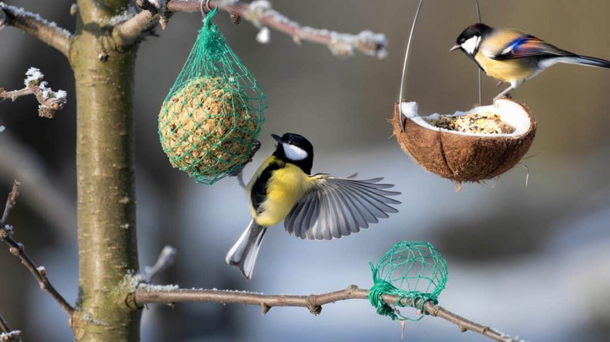Tödliche Meisenknödel: Warum das Netz für Vögel im Winter zur Falle wird